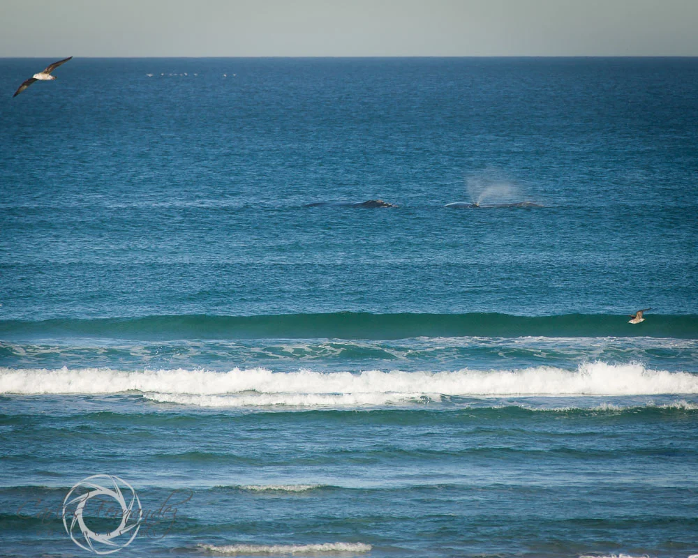 20140808_whales_3.jpg