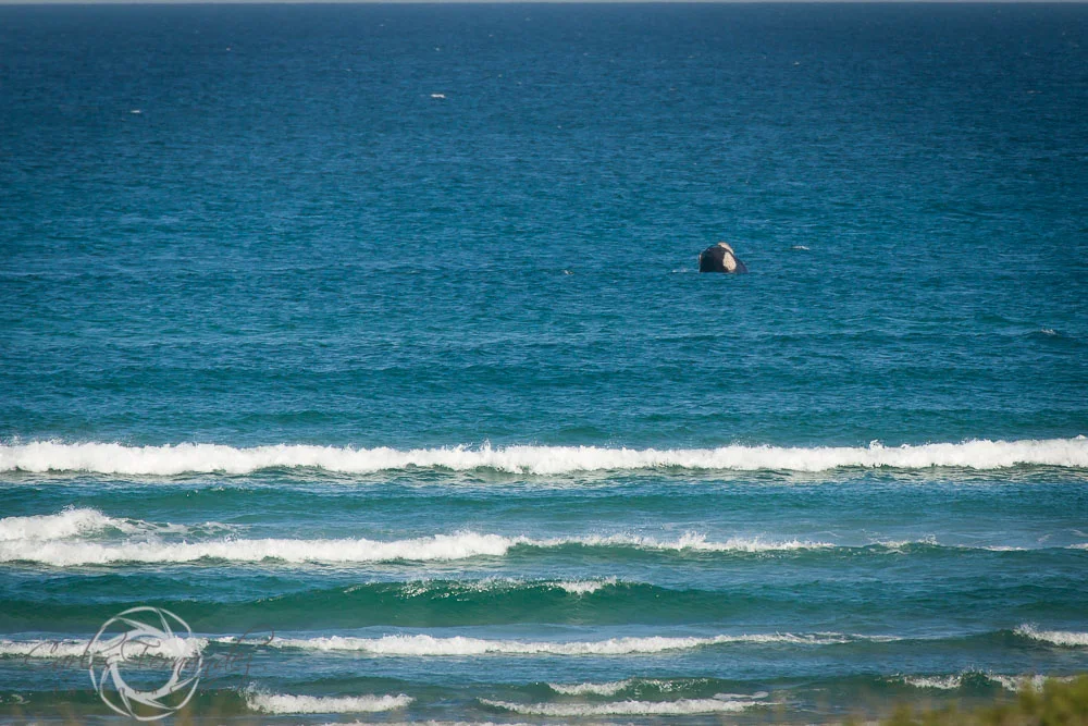 20140808_whales_9.jpg