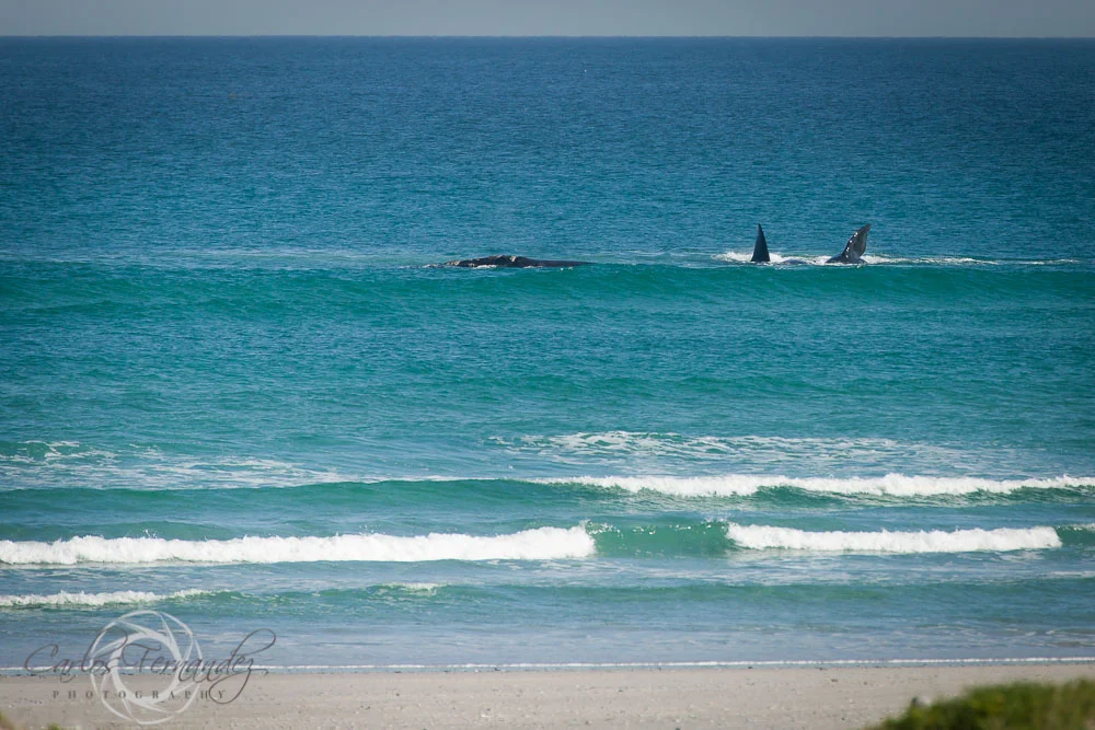 20140808_whales_11.jpg