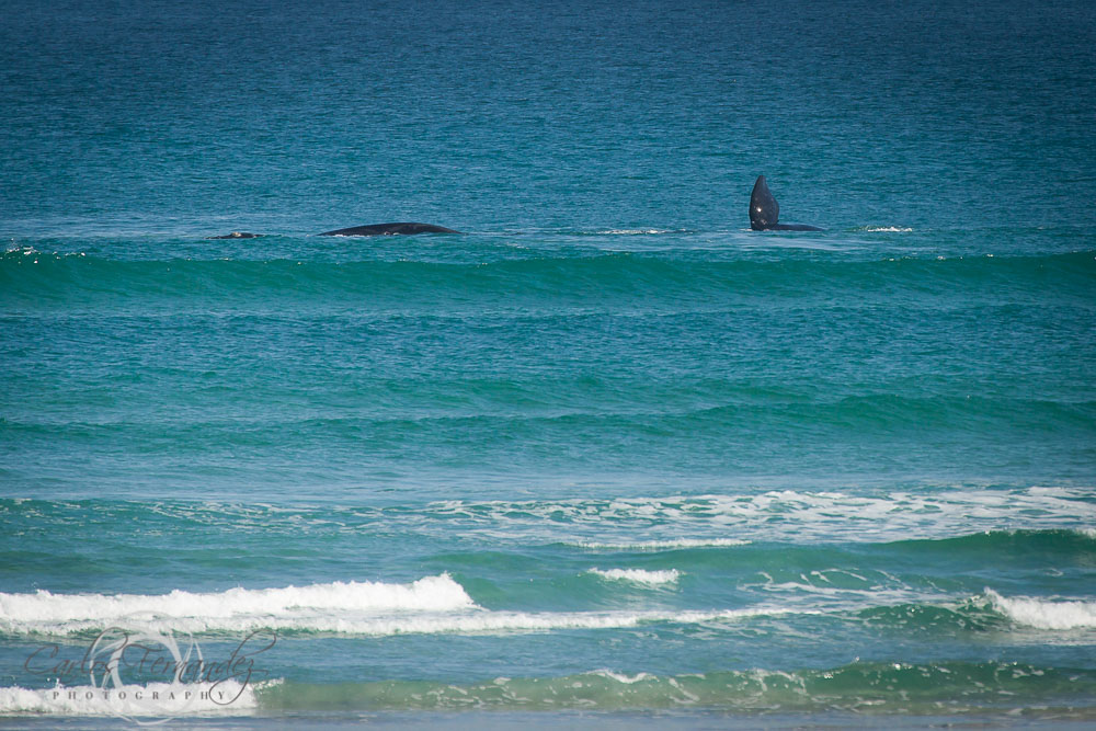 20140808_whales_13.jpg