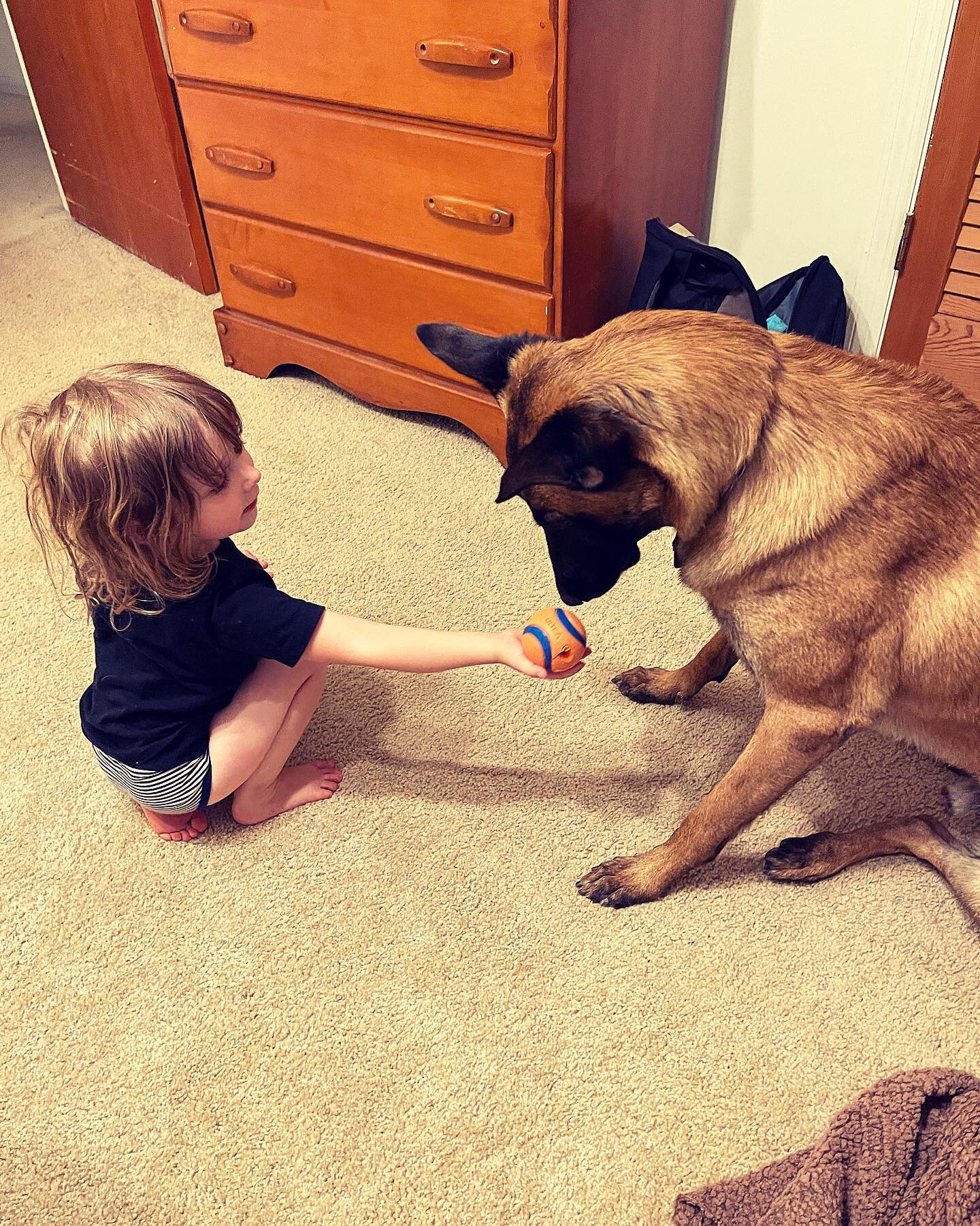 Best friends playing. #goodpuppy #sachaotvitosha #sachathemalinois #playing ball #concentration #discipline