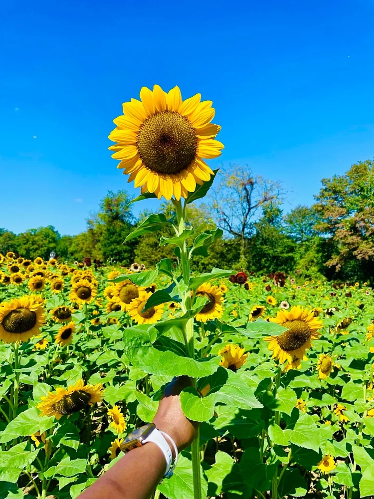 邦楽 Sunflower's Garden - Believe in tomorrow Believe In Tomorrow — Sunflower's Garden | Last.fm