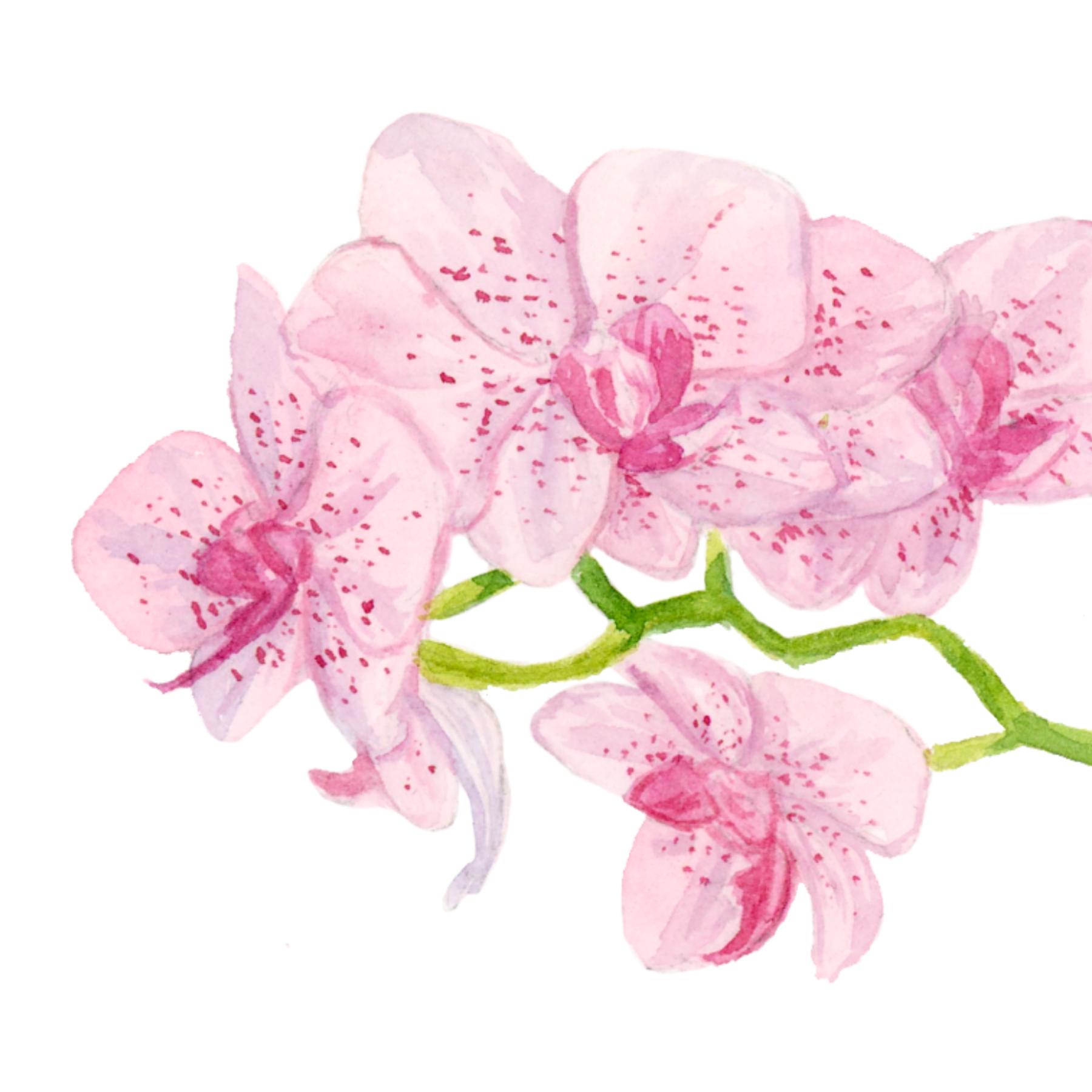 orchid.png