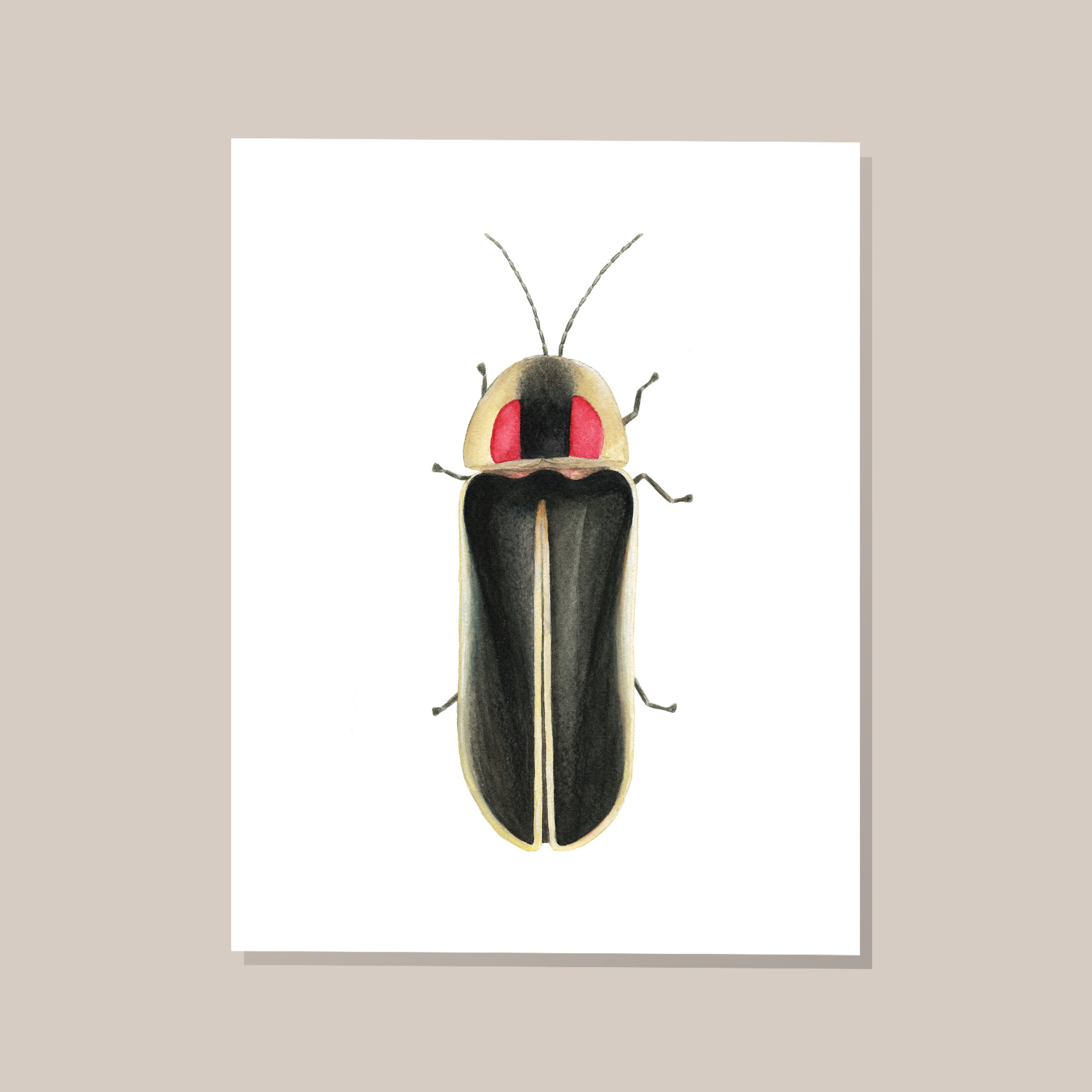 say's firefly.jpg