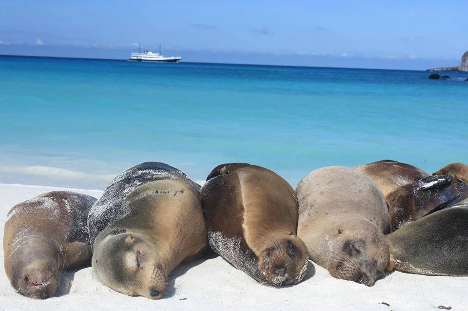 Unfortunately, this is what I'd look like on a beach on the Galapagos Islands. Image: Pinterest