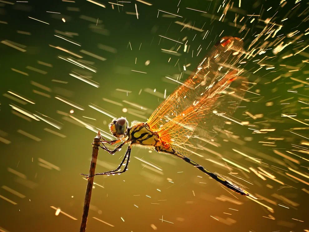 Dragonfly, Indonesia. Photograph by Shikhei Goh (via National Geographic)