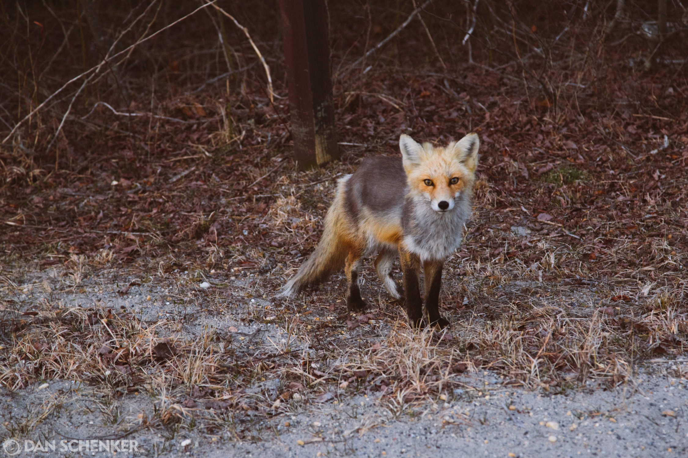 This little fox was staring us down as we drove past.