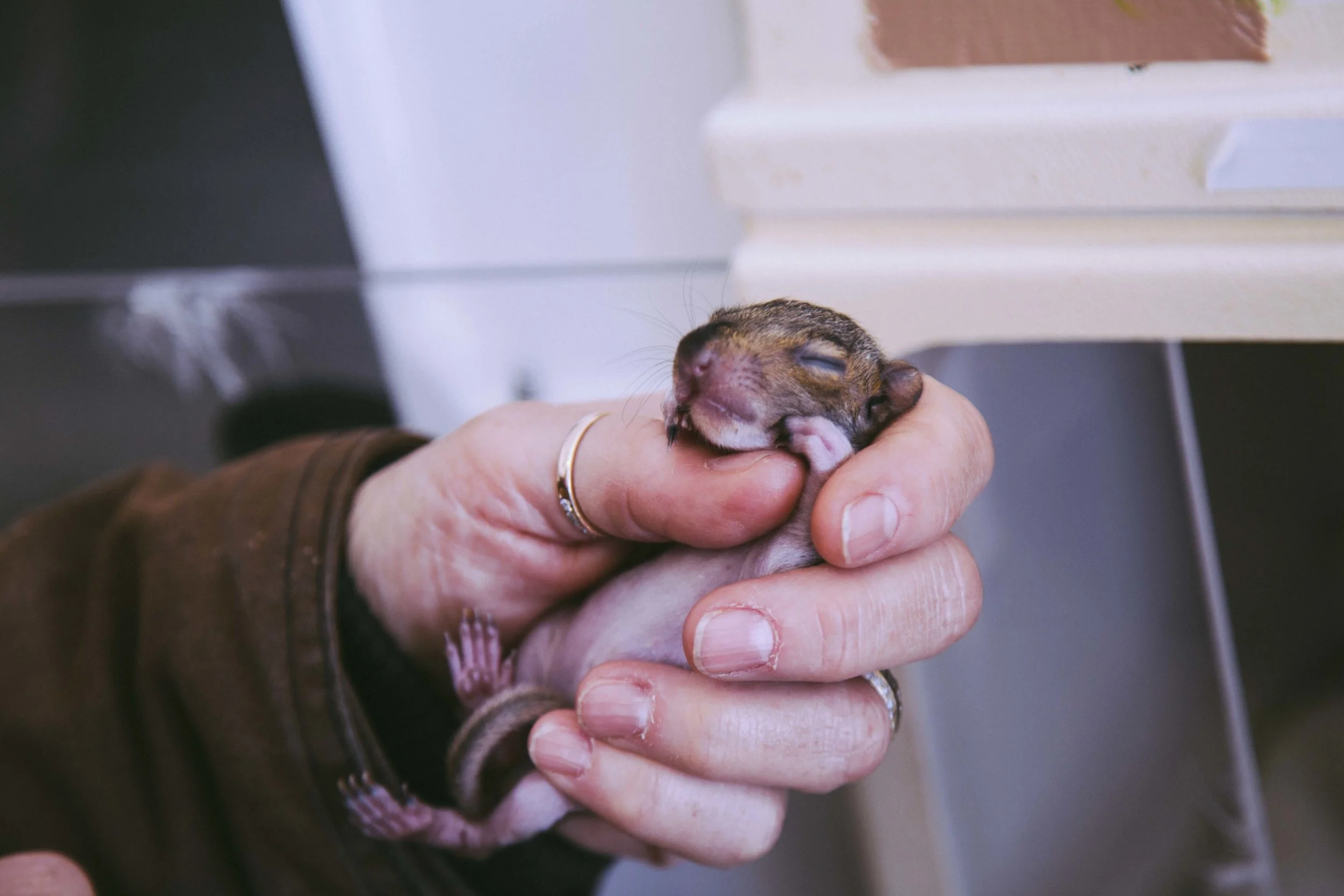 This baby grey squirrel was being nursed to health until it could fend for itself in the wild.