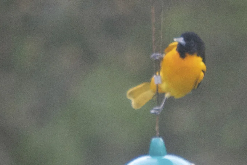 Oriole