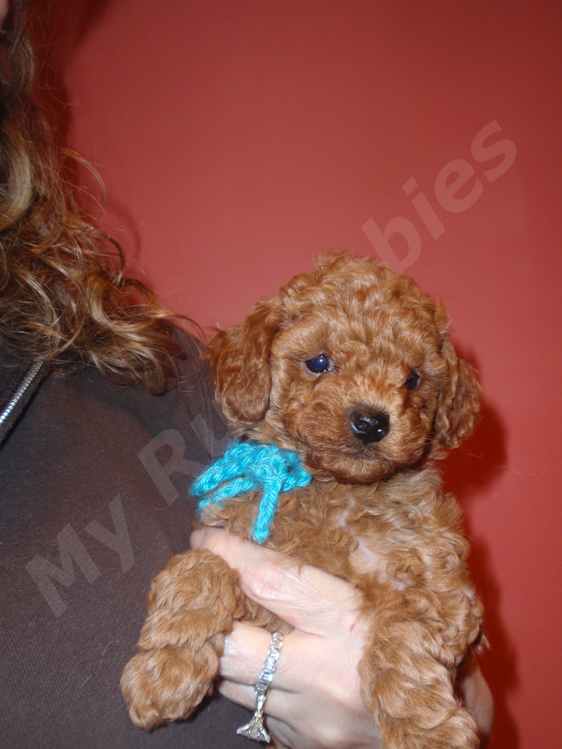 Lila Rue S Akc Toy Poodle Puppies 7