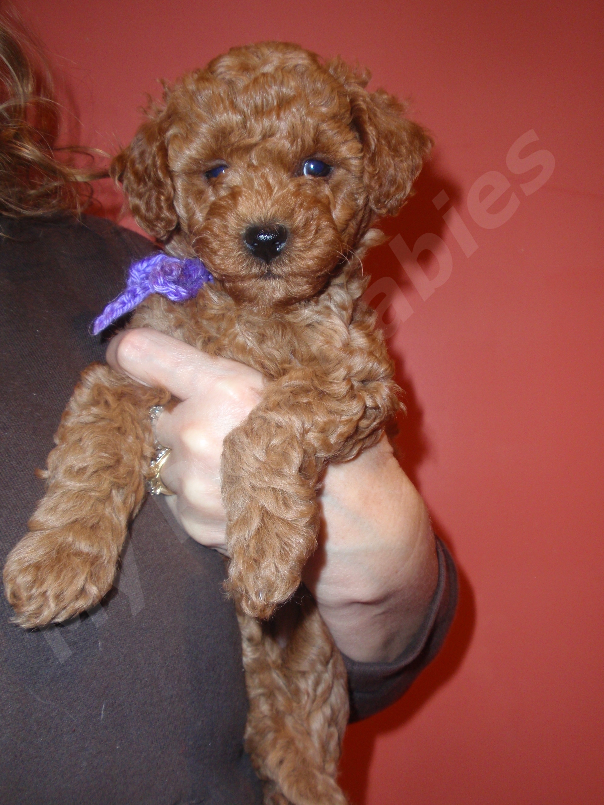 Lila Rue S Akc Toy Poodle Puppies 7