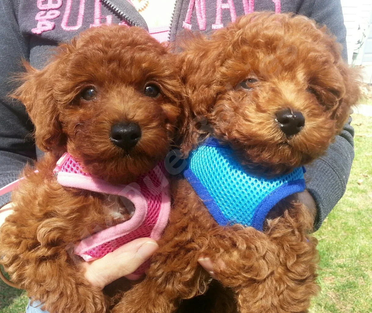 Char & Bordeau Rue Adopted