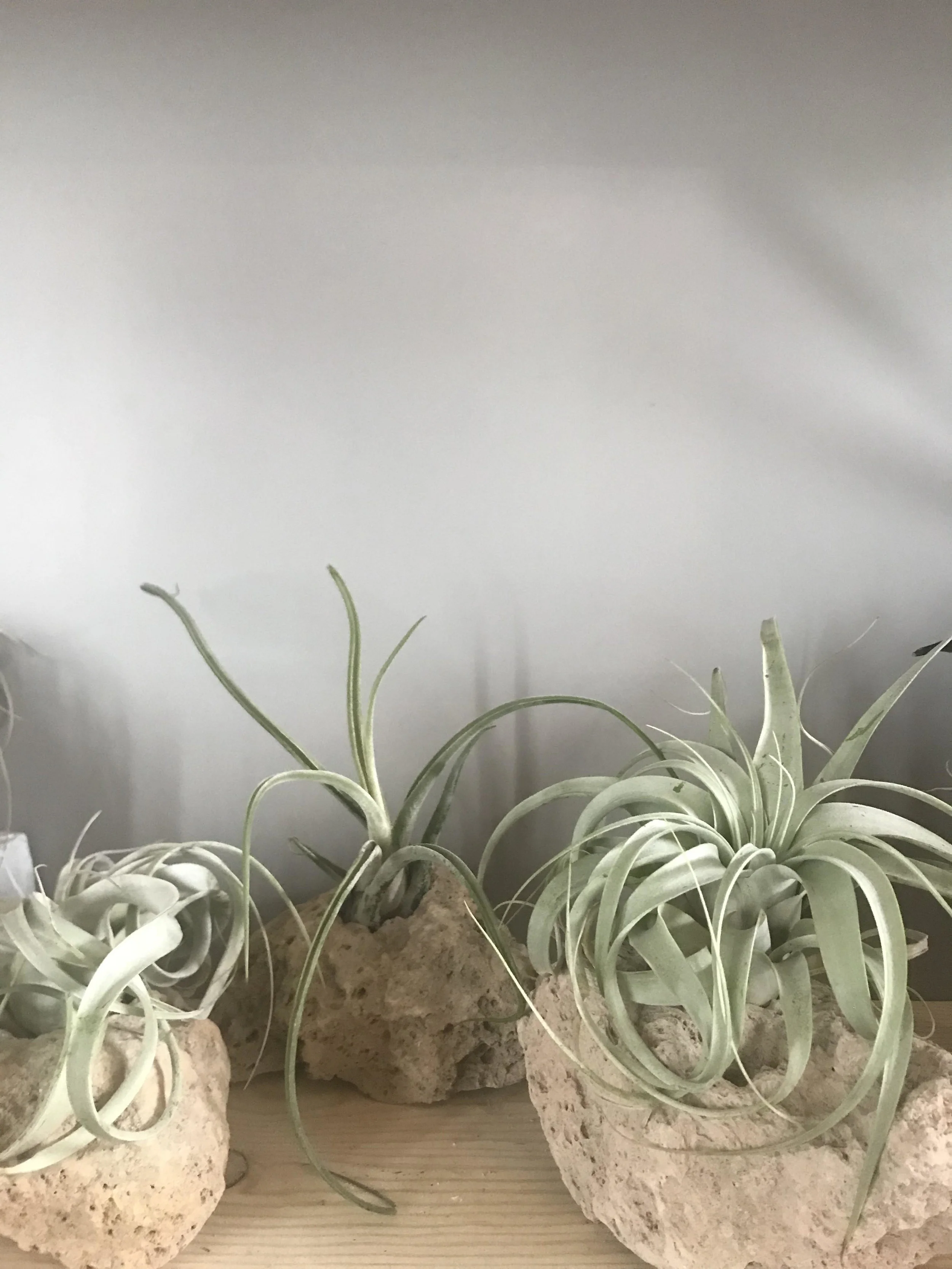 airplants.jpg