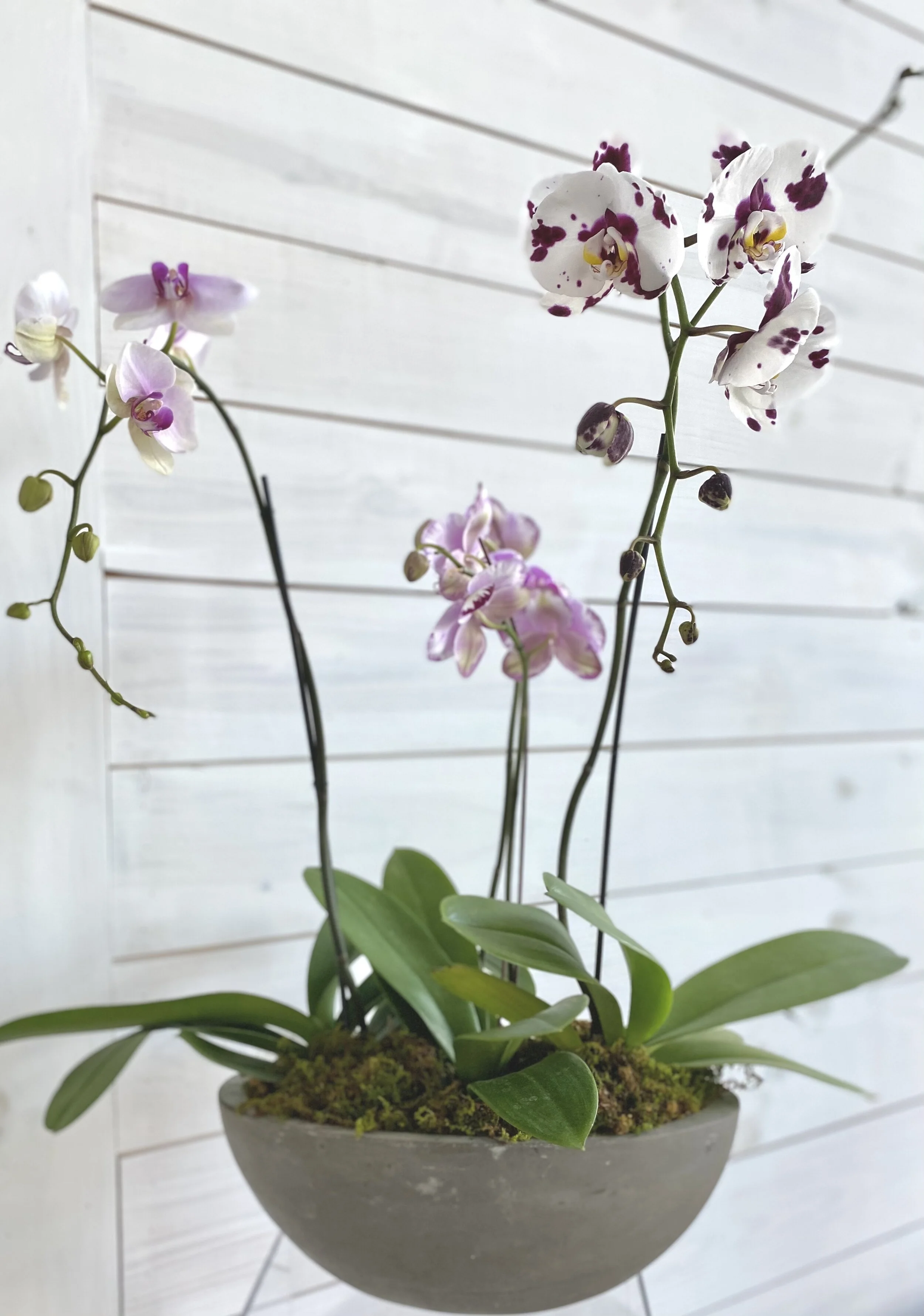 'The Nurturer' Orchid Display