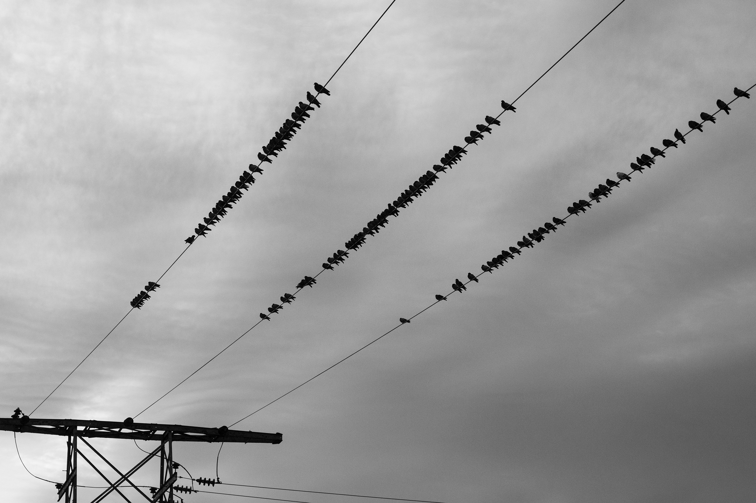 birds-on-a-wire_01.jpg