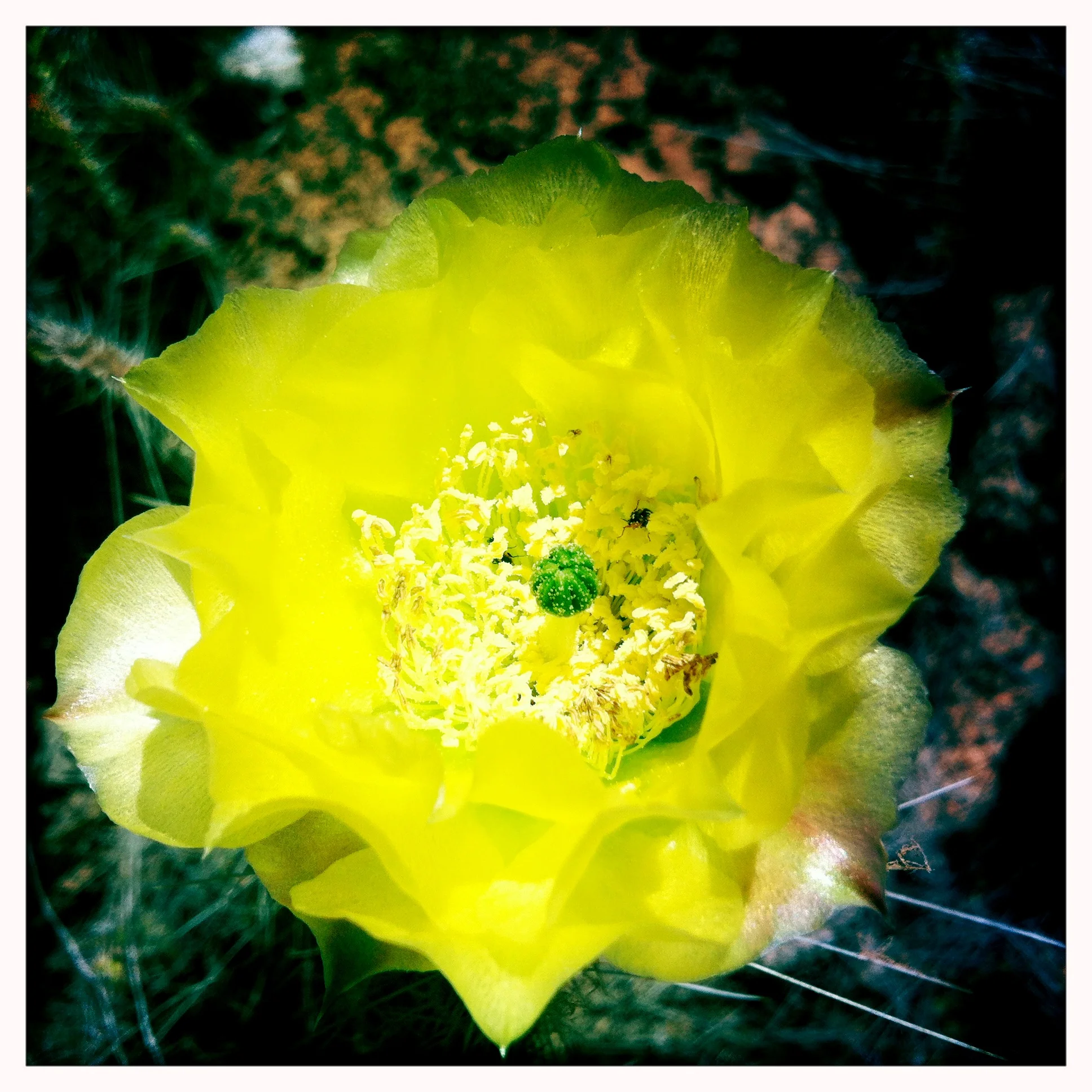  George Schmidt
www.georgeschmidtpaintings.com
718-938-0242 
