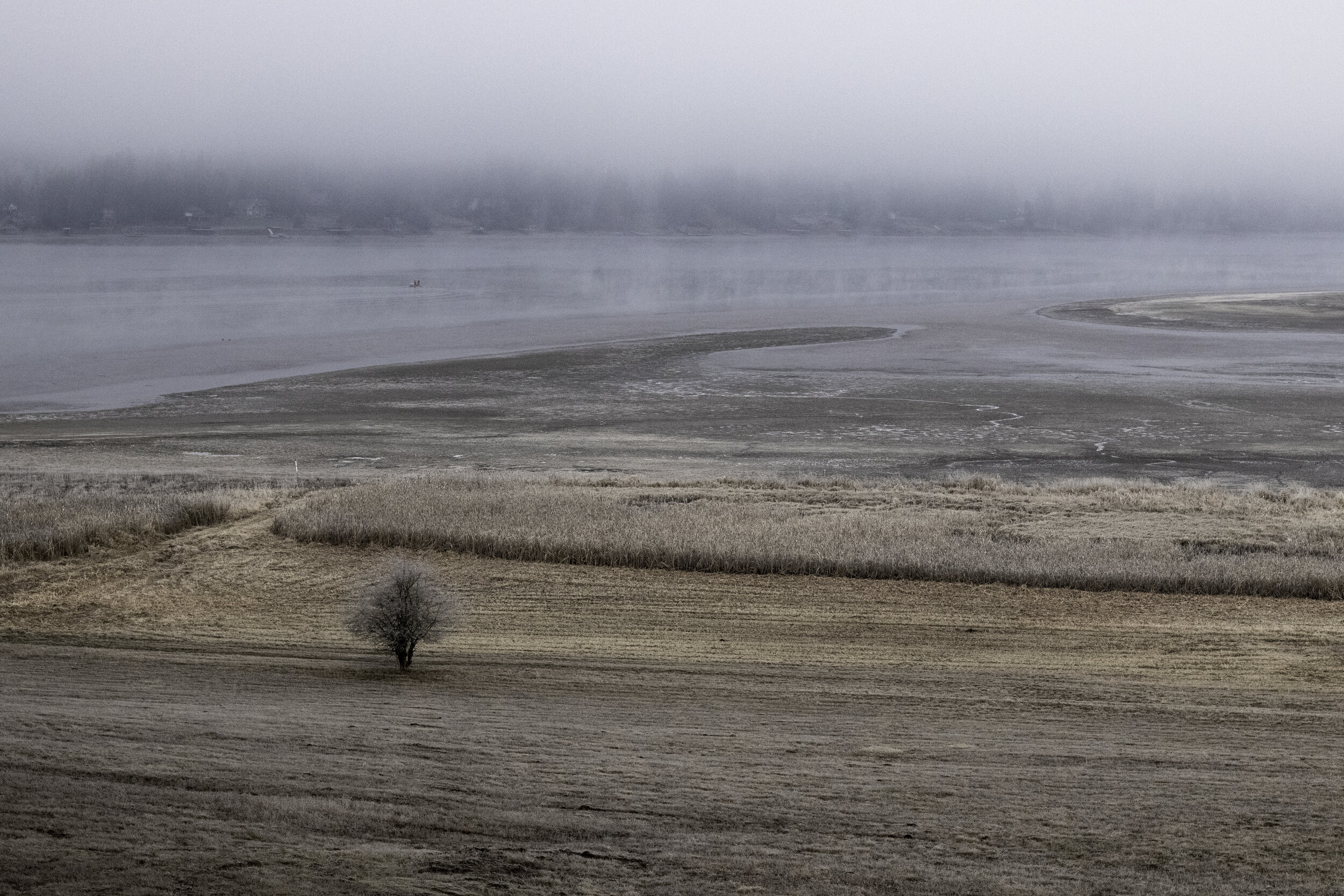 lonelytree.jpg