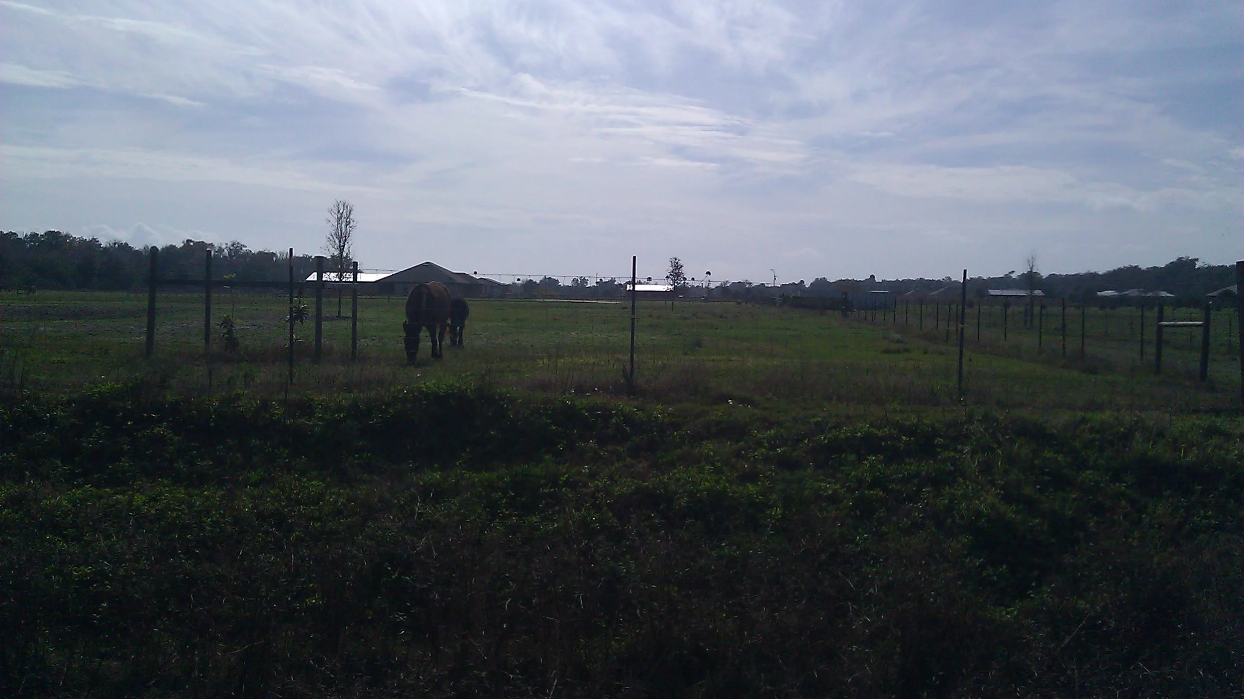 Pete and Repeat having some lunch