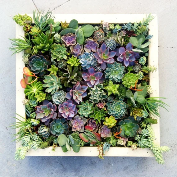 3. &nbsp;Plan Your Living Wall Start planning your Spring garden. &nbsp;There are many plants that you can begin indoors, as well as various options that can remain inside year around. (for the urban dweller). &nbsp;I am really excited to start my l…