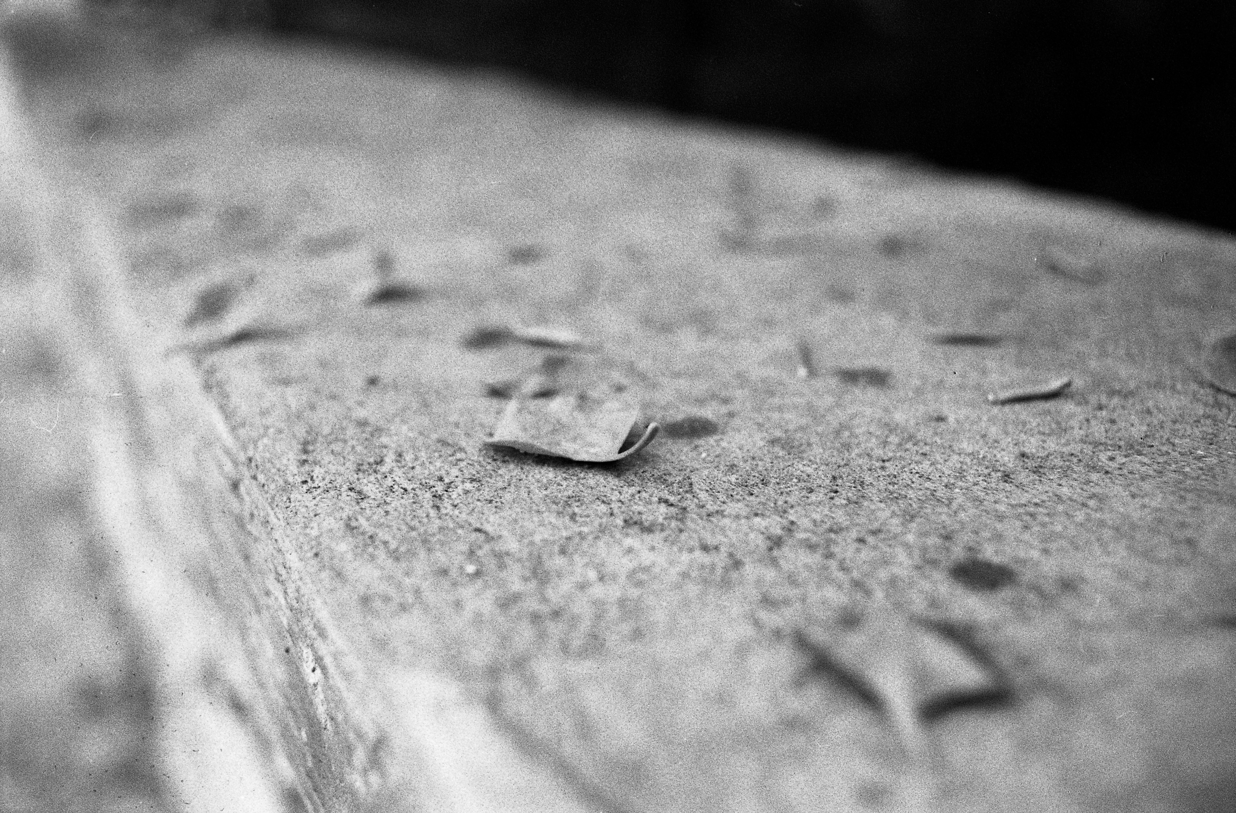   Petal.  &nbsp; &nbsp;Cange, Haiti. &nbsp;2009  35 mm B&amp;W film 