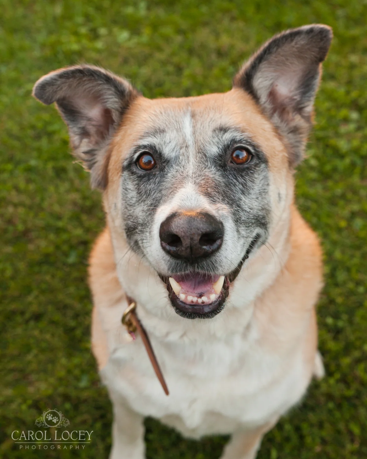 Carol_Locey_Photography_Cincinnati_dog_pictures.jpg