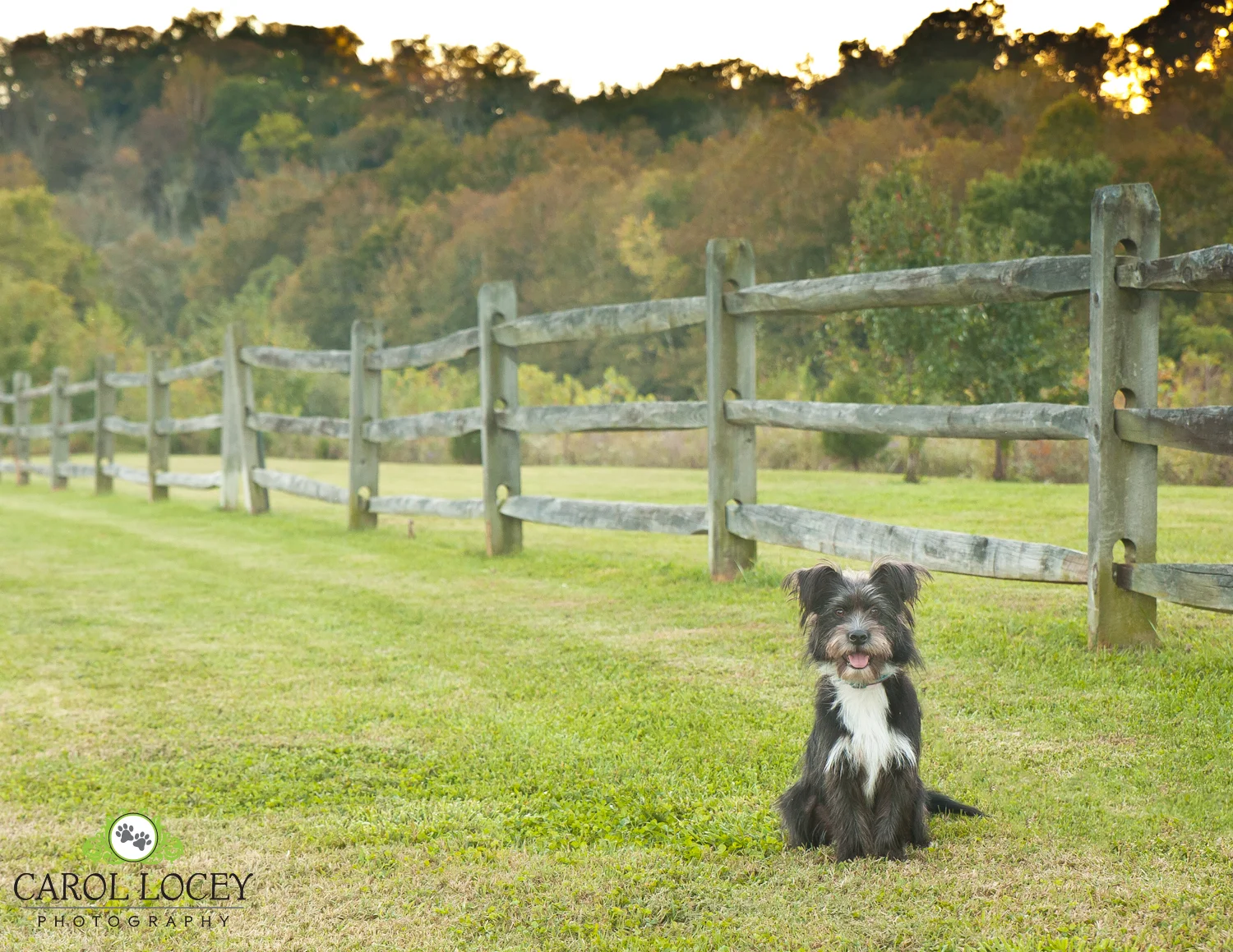 CarolLoceyPhotography_Cincinnati_pet_pics.jpg
