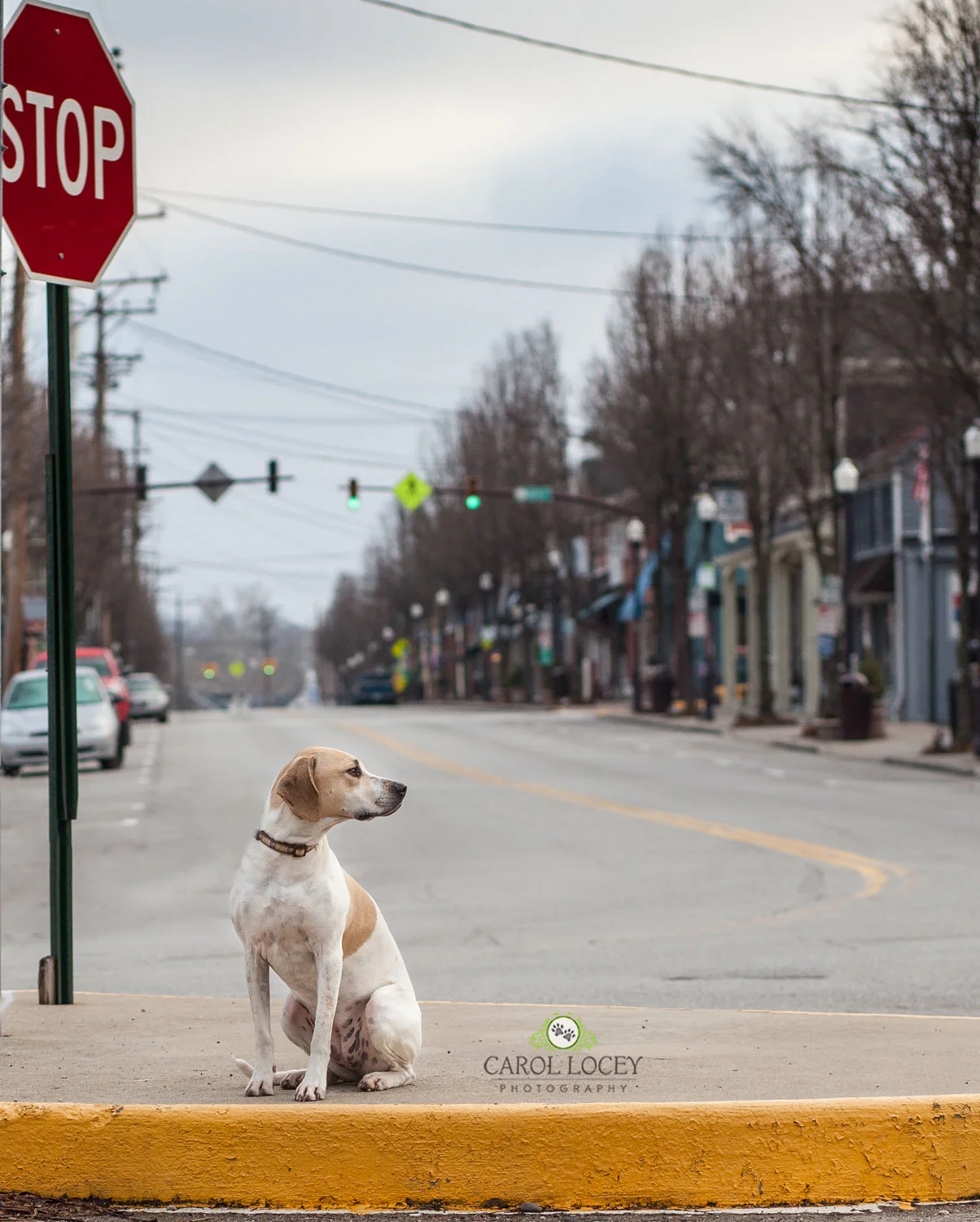 Buttercup was on a leash and secured the entire time. There's no way I would put her, or any dog, in danger for a photograph.