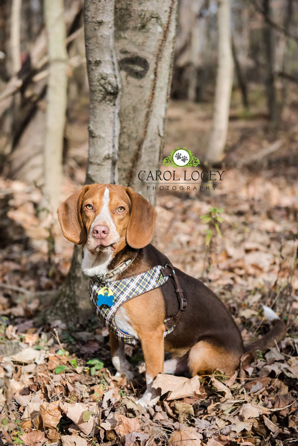 Cute Huck with catchlights and derp face.