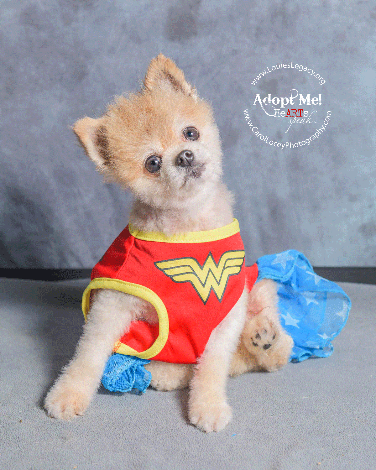 Midge has been adopted!