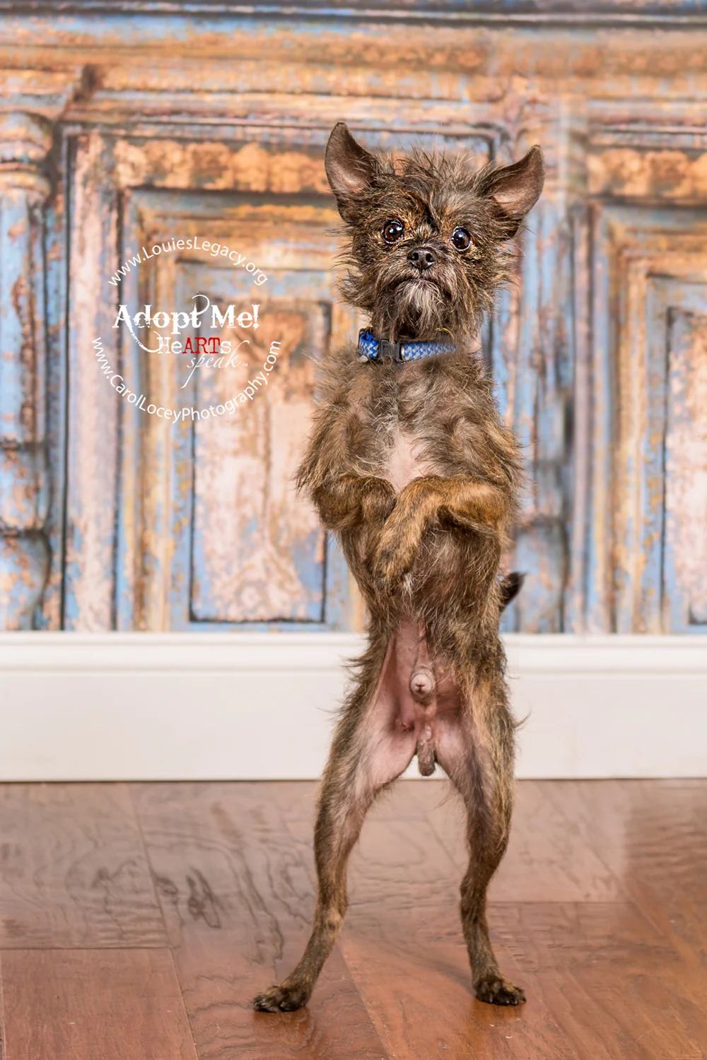 Scruffy has been adopted!