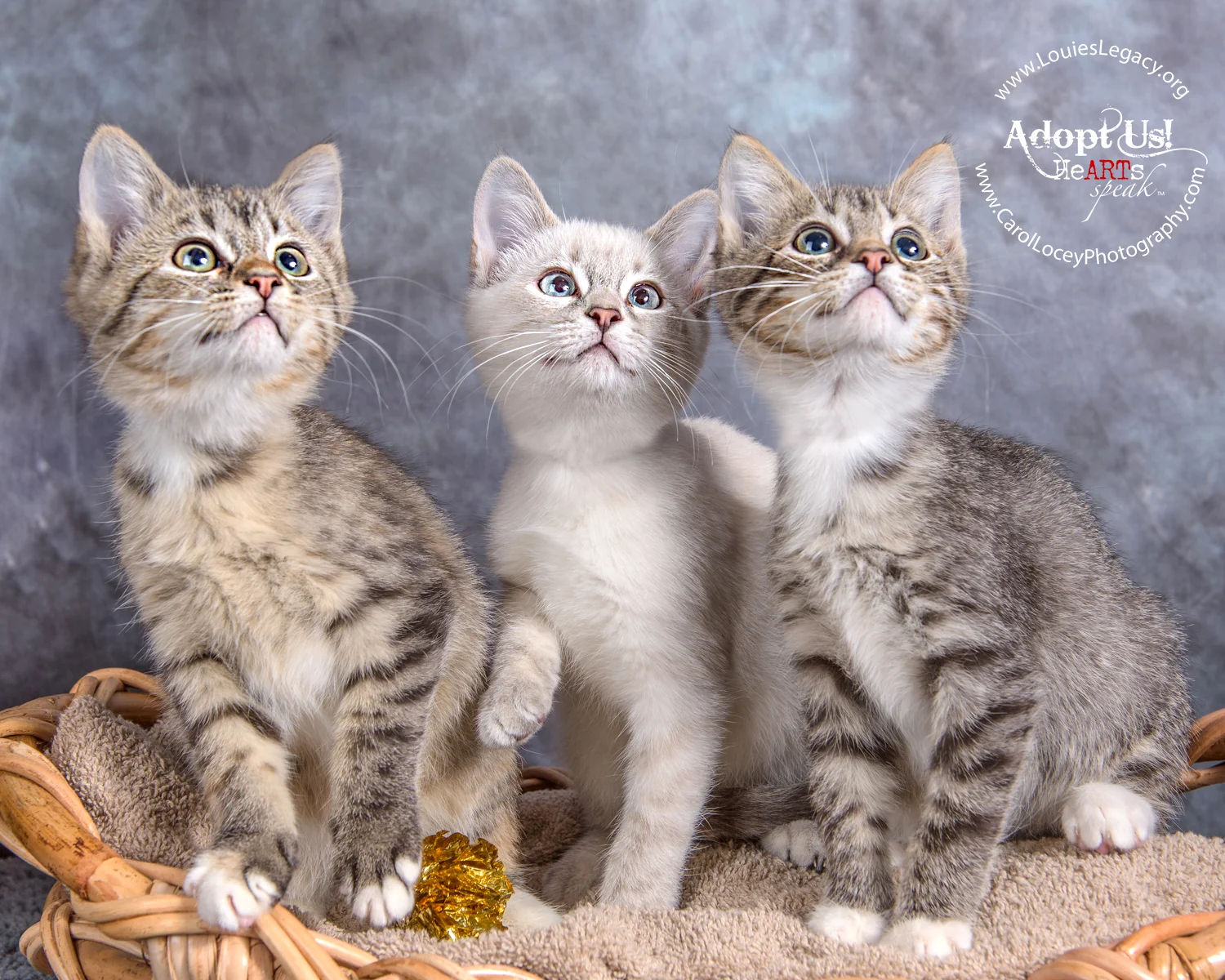All kittens have been adopted!