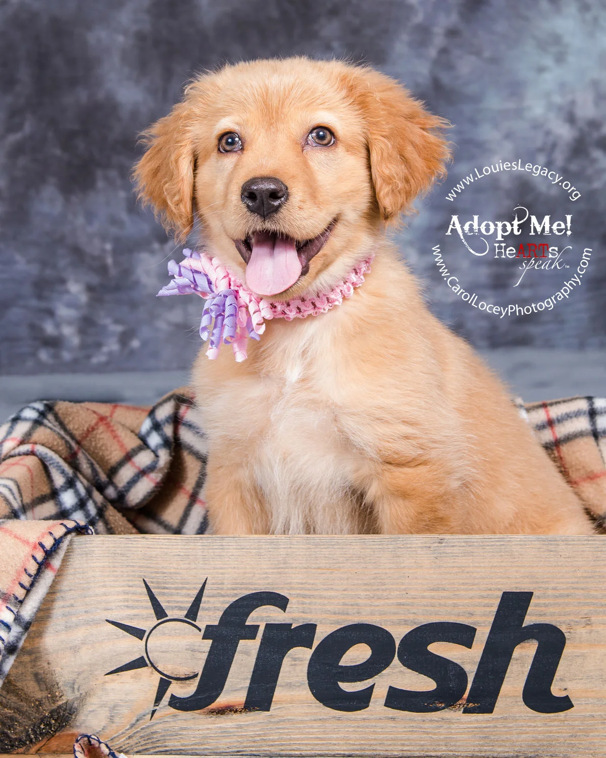 Delilah has been adopted!
