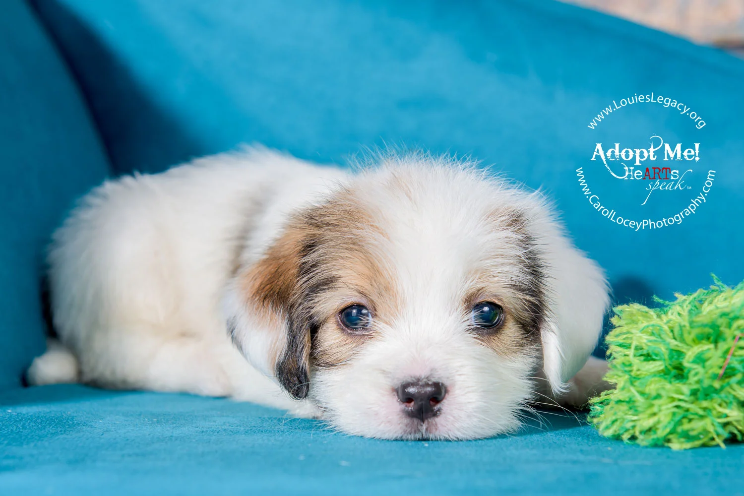 Hardy has been adopted!