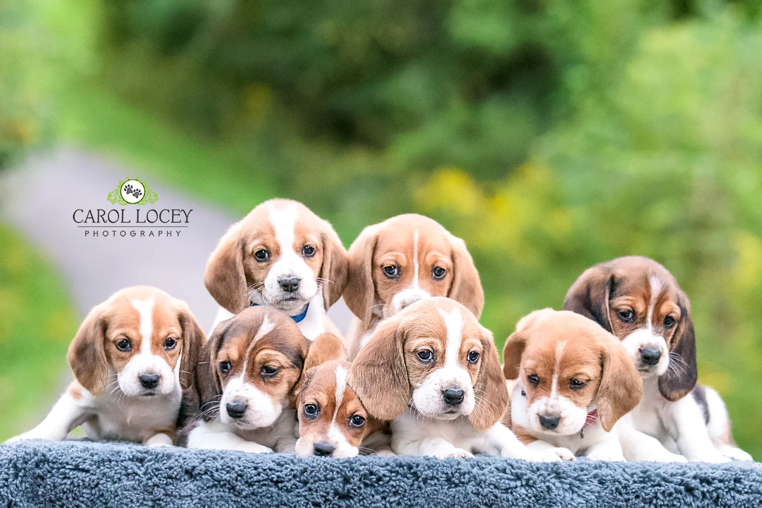 All Basset puppies have been adopted!