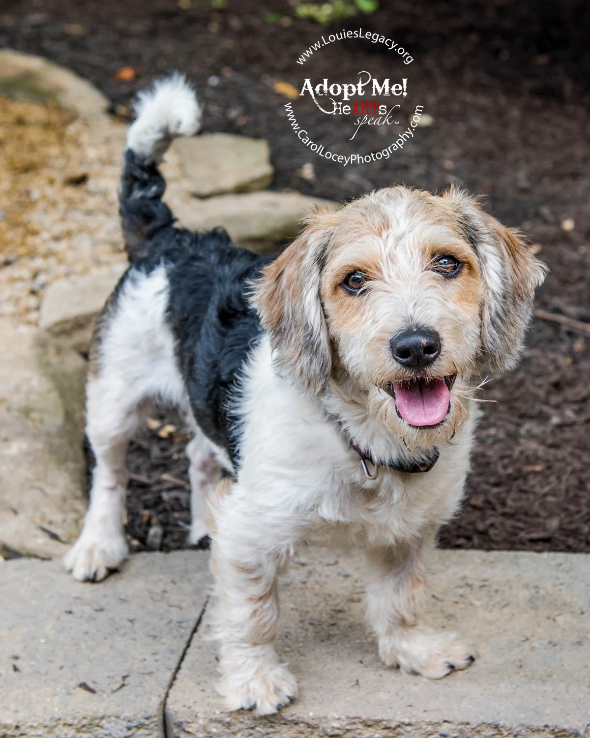 Cashew has been adopted!
