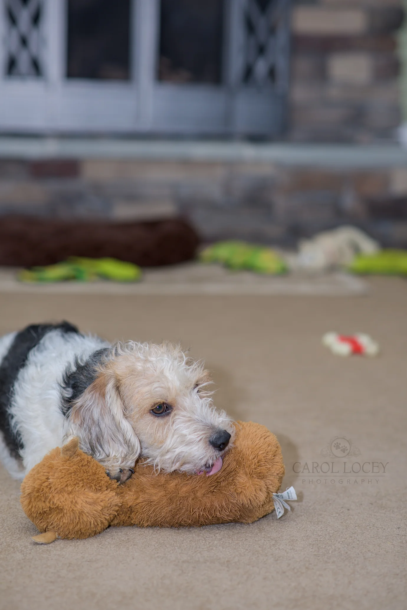 Cashew giving some loving to one of the stuffies.