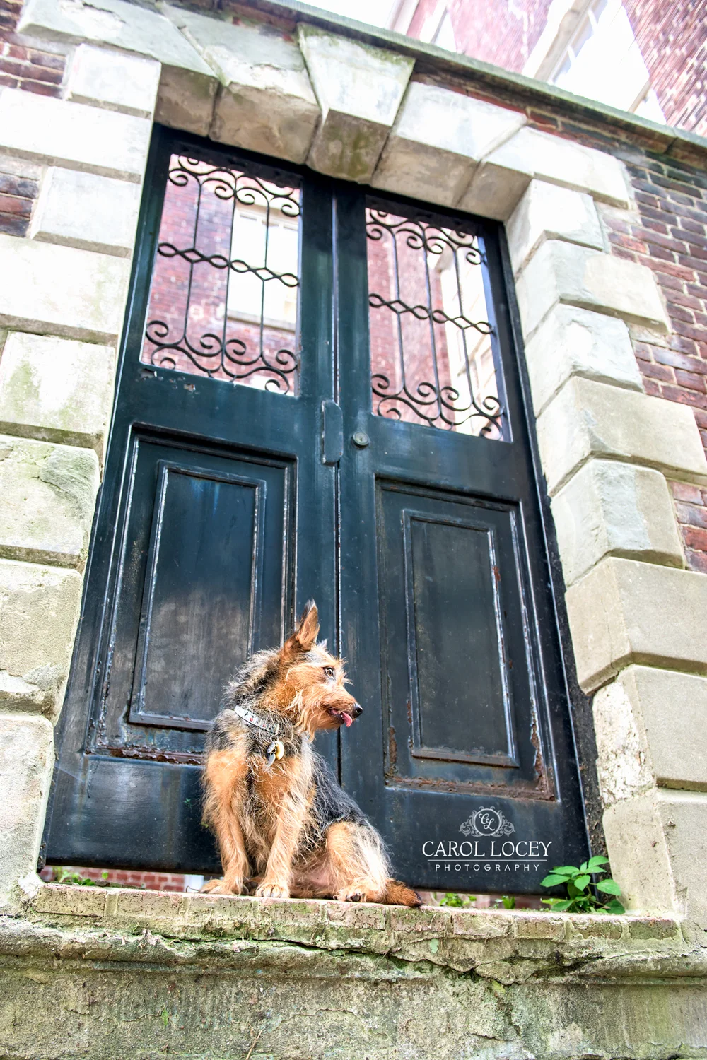 Chester_CLP_2015.jpg