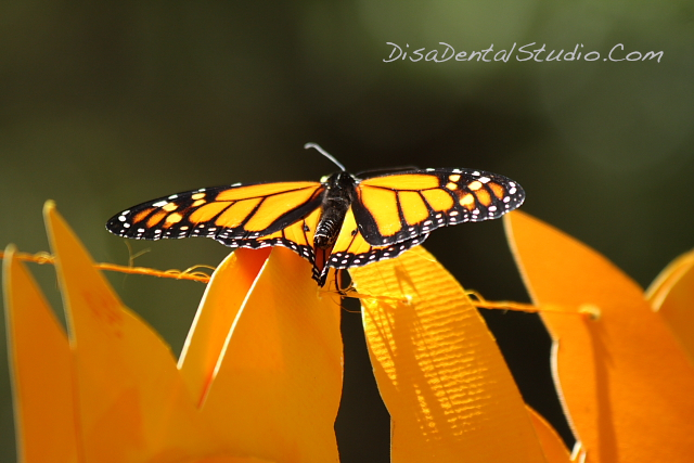 Butterfly 