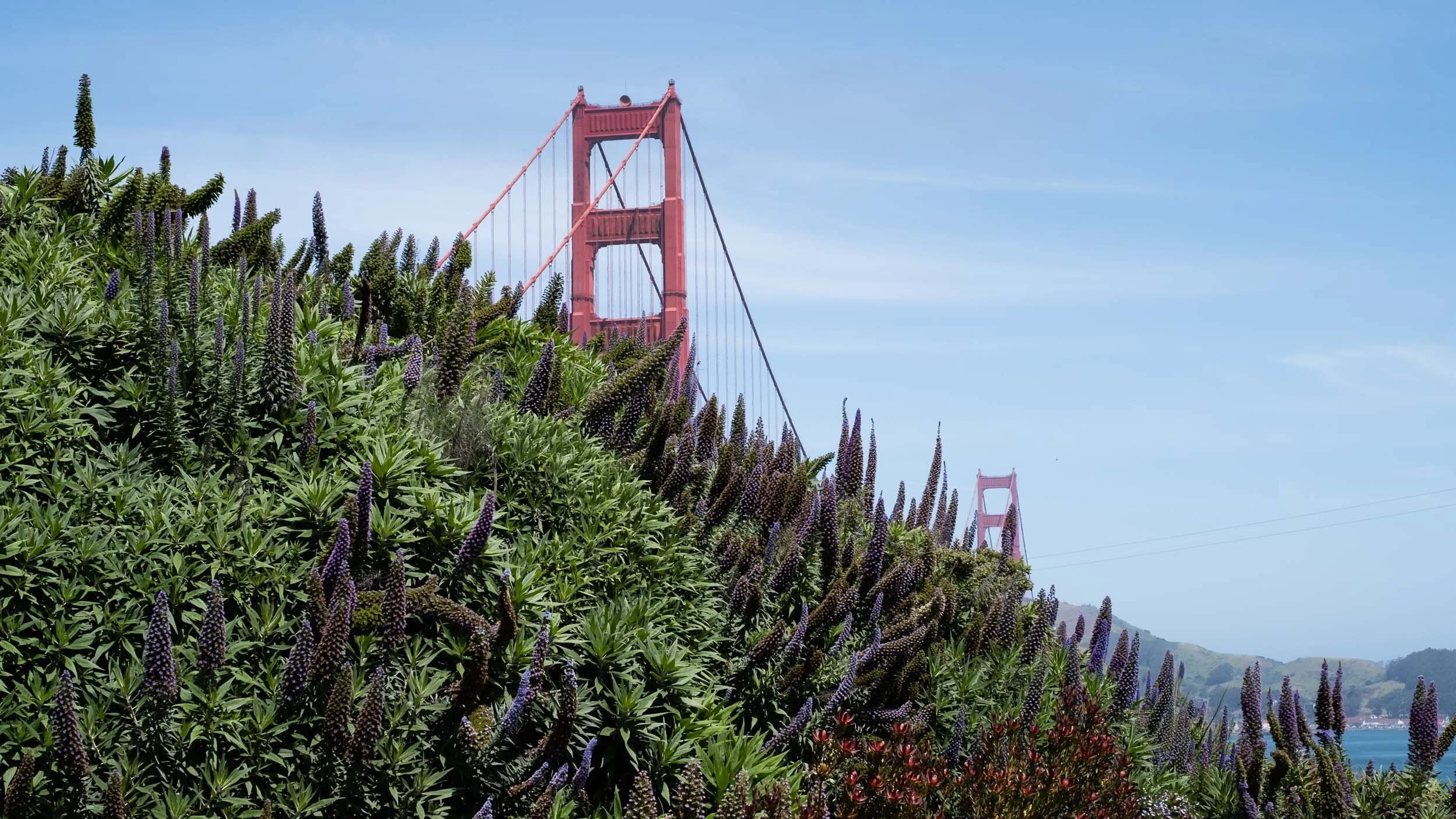 golden-gate-bridge-purple-wildflowers.jpg