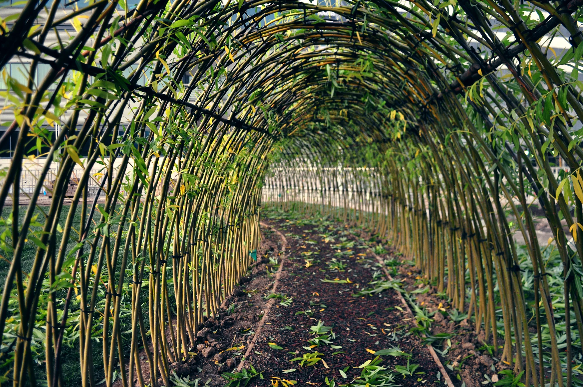 tunnel