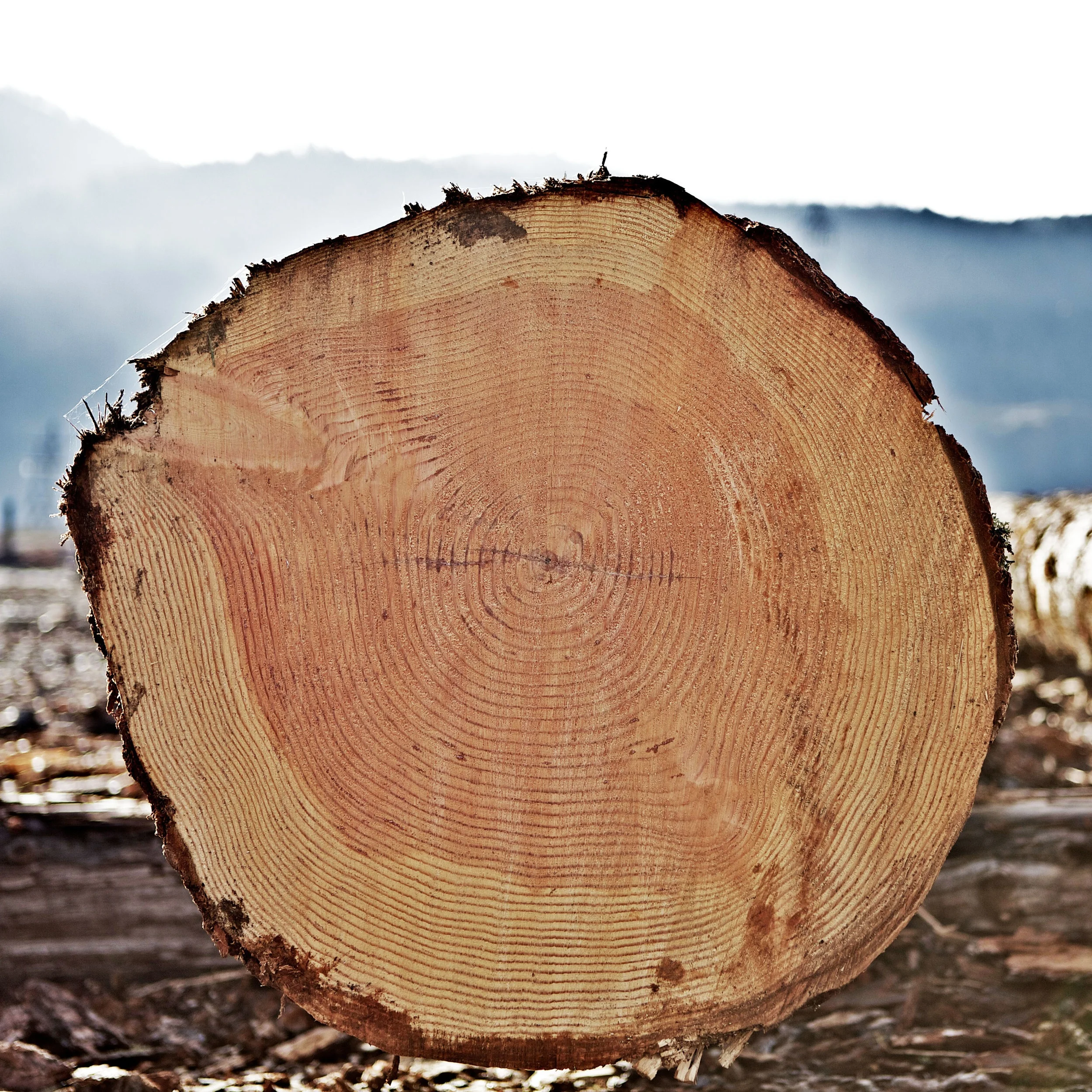 Cut log Charlevoix, Michigan — William Kaven Architecture