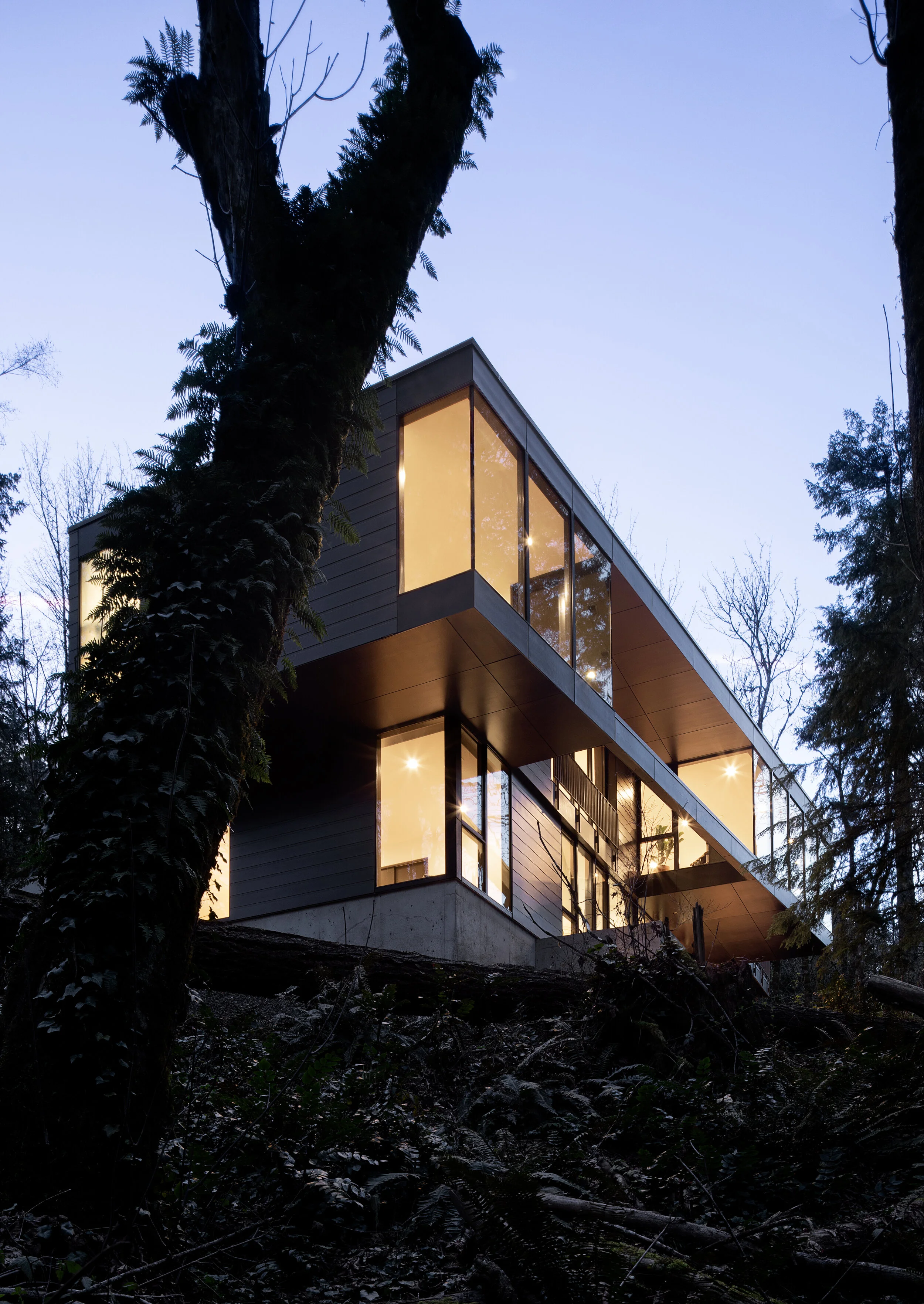 Modern house in forest, view from below — William Kaven Architecture