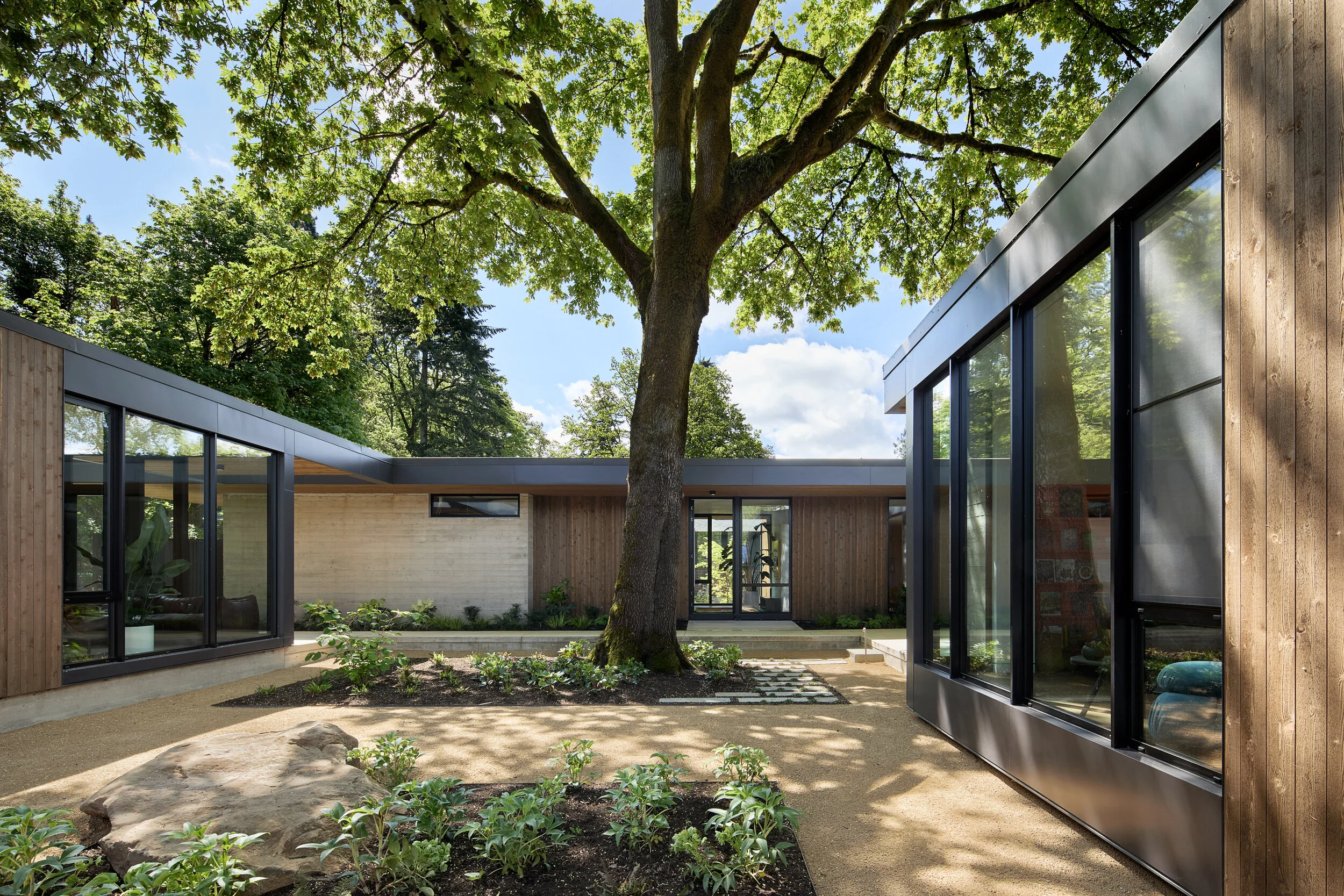 Courtyard with oak tree at center — William Kaven Architecture