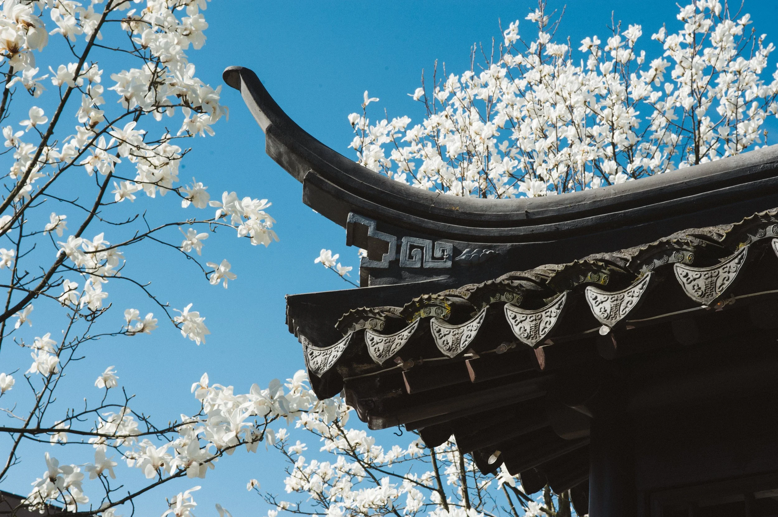 Lan Su Chinese Garden pagoda roofdetail with spring blossoms against a blue sky, Portland, Oregon, photo by Daniel Kaven of William Kaven Architecture.
