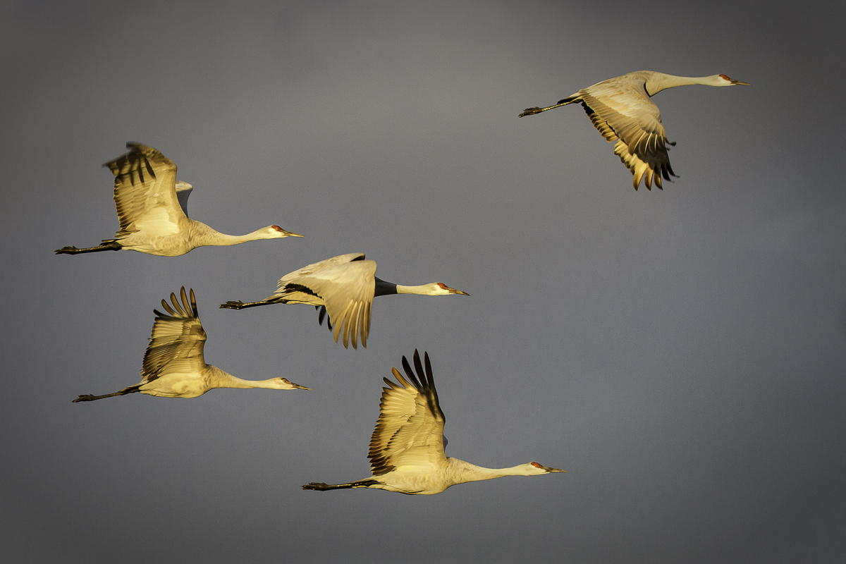 cranes_flyingII.jpg