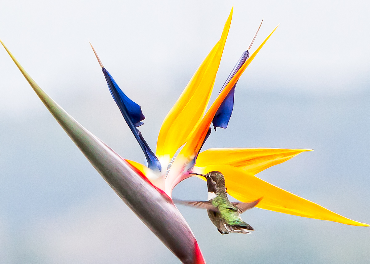 bummingbird.jpg
