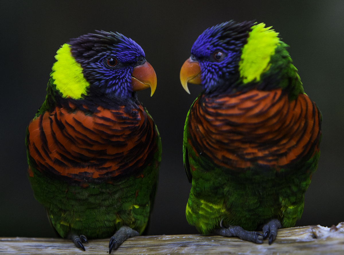 lorikeet_san_diego_zoo_safari_park.jpg