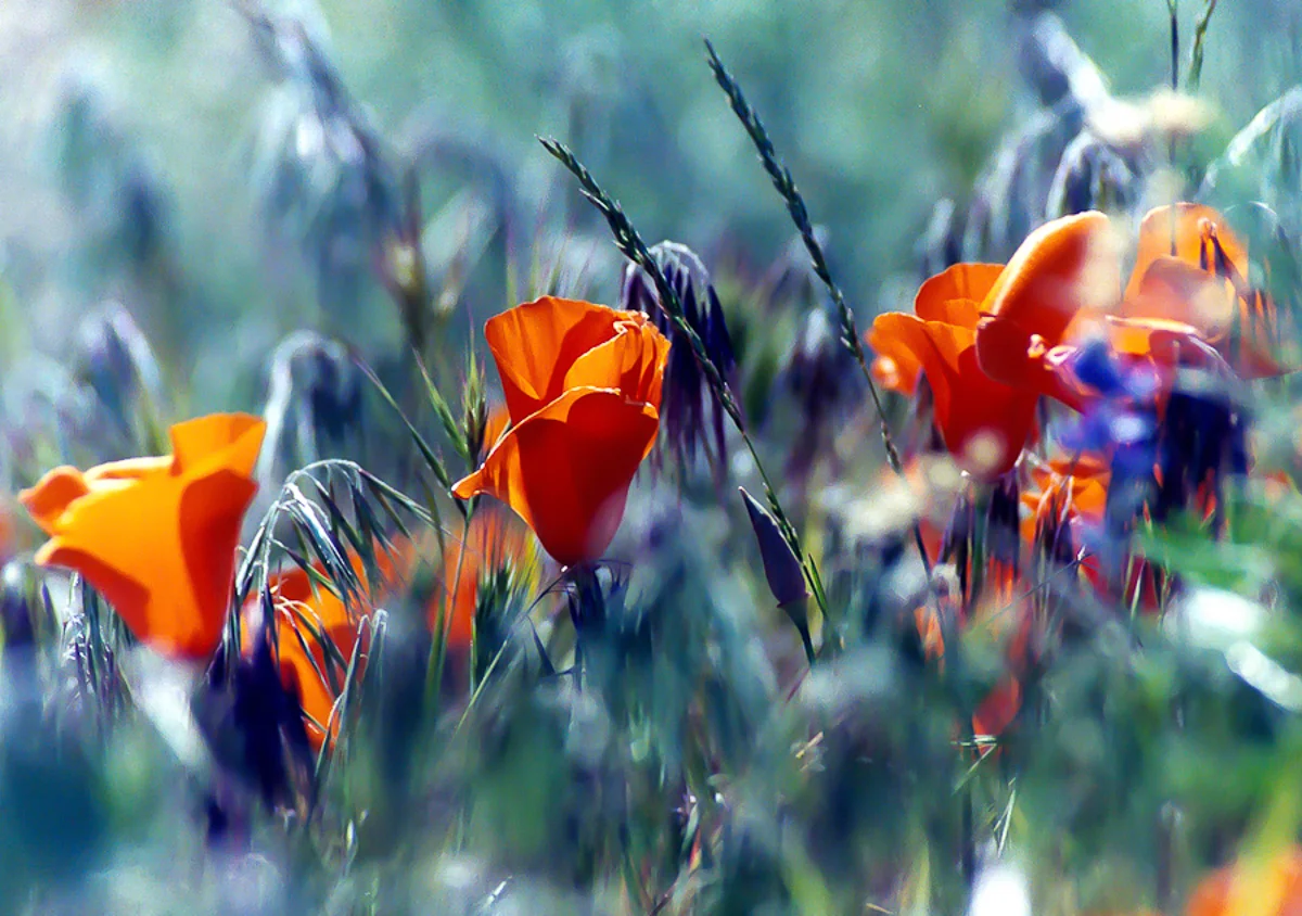 poppies.jpg