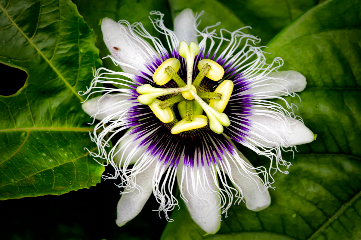 Purple White