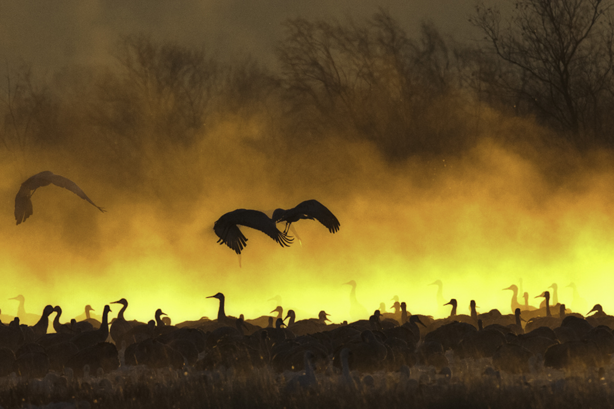 Into Fire Mist